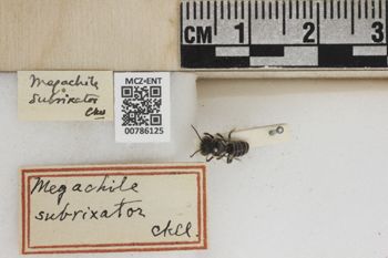 Media type: image;   Entomology 786125 Aspect: Labels